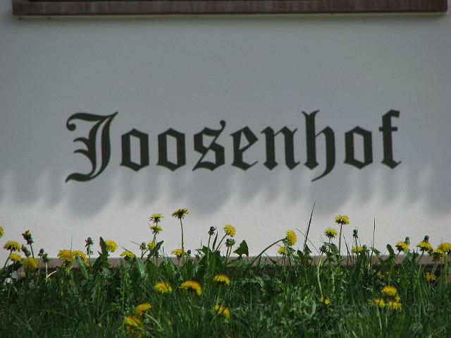 Loewenzahnbluete.JPG