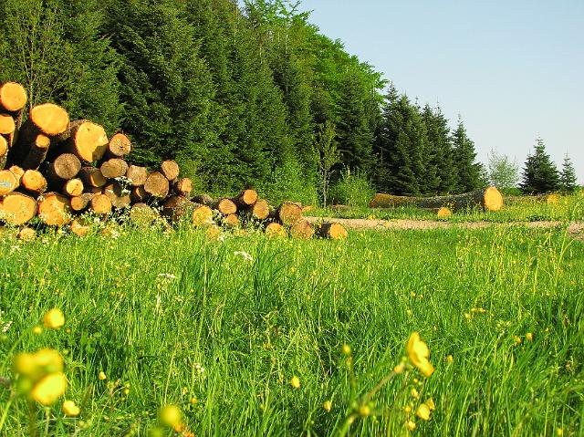 Schwarzwald.JPG