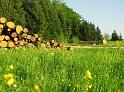Schwarzwald